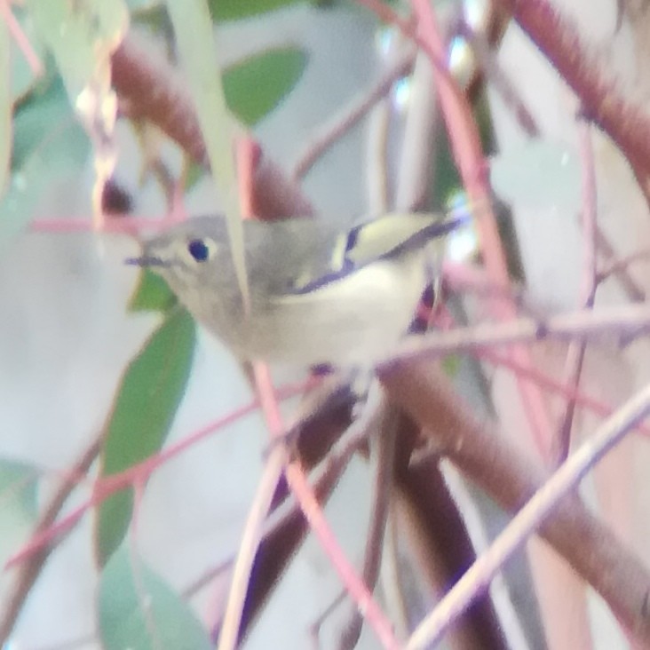 Ruby-crowned Kinglet - ML518423971