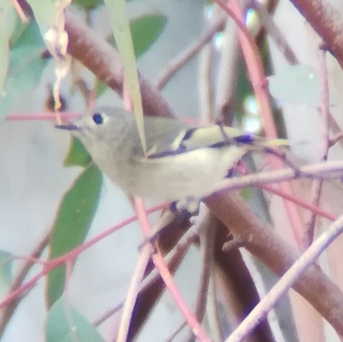 Ruby-crowned Kinglet - ML518424011