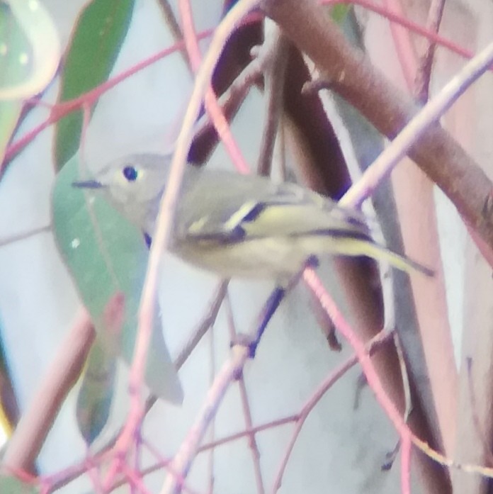 Ruby-crowned Kinglet - ML518424101