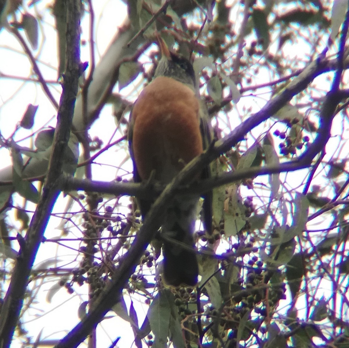 American Robin - ML518424341