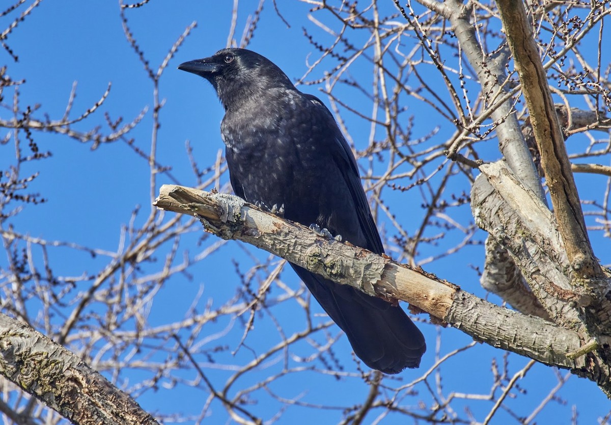 American Crow - ML518424401
