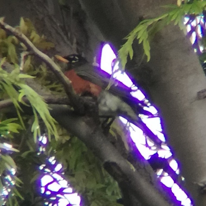 American Robin - ML518424521