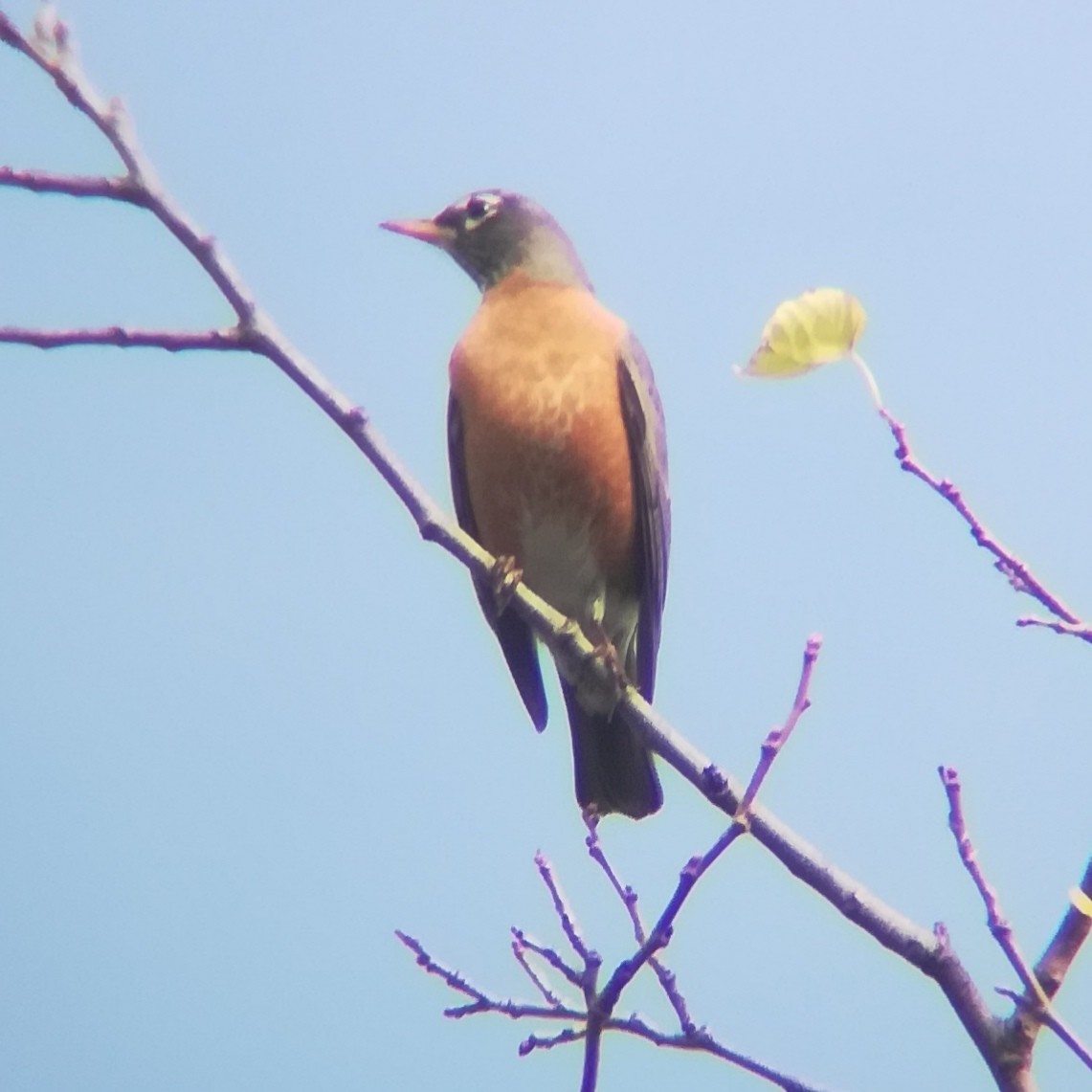 American Robin - ML518424611