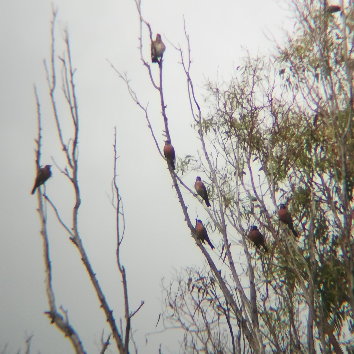 American Robin - ML518424691