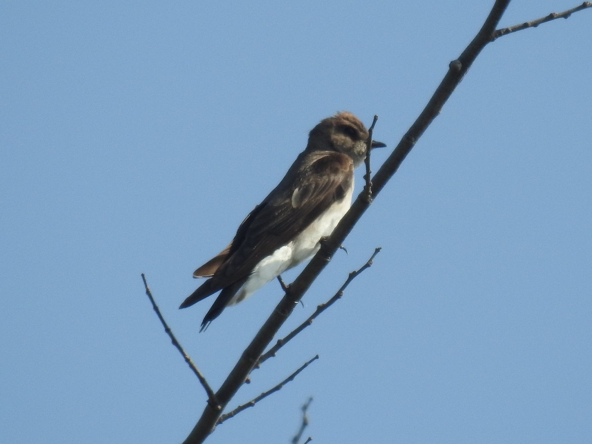 Hirondelle à ailes hérissées - ML51842571