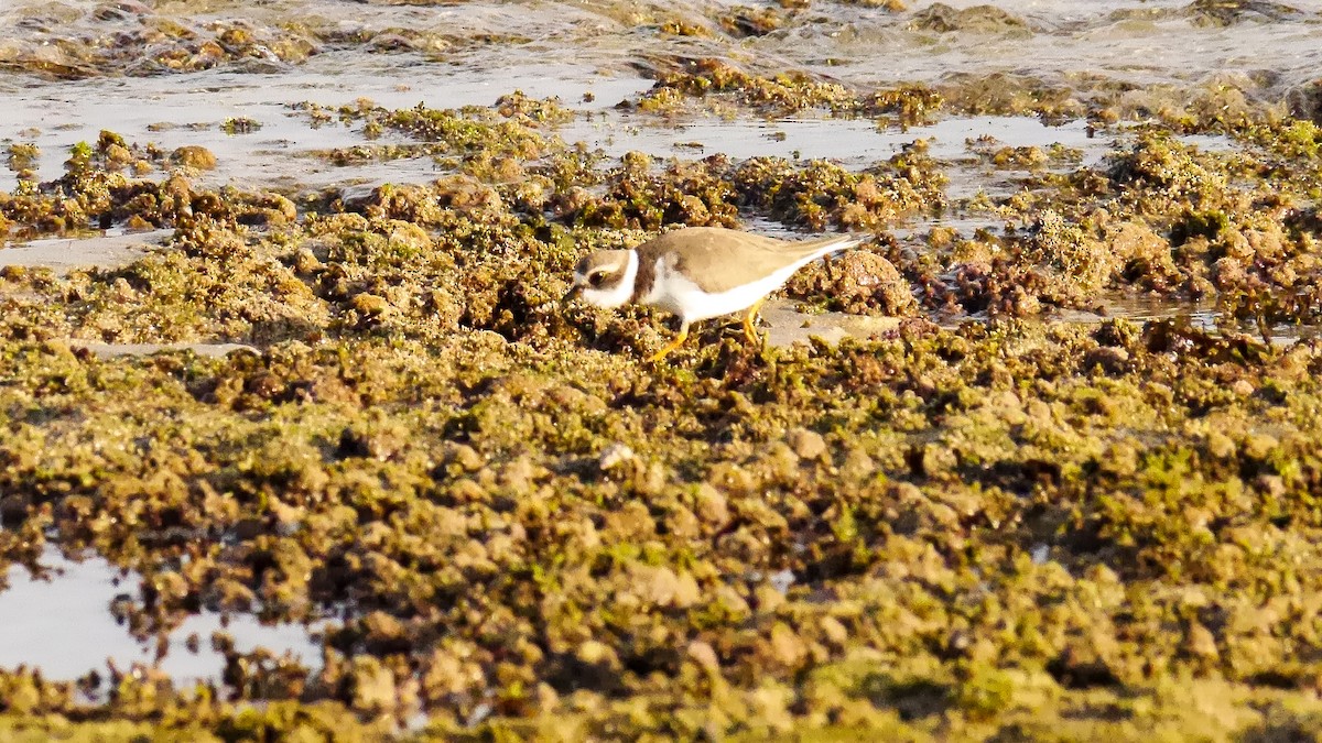 Semipalmated Plover - ML518426581