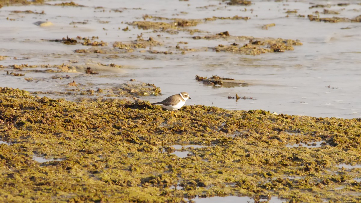 Semipalmated Plover - ML518426591