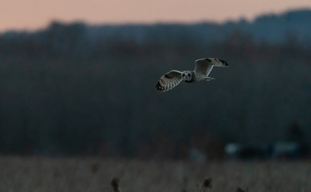 Short-eared Owl - Taylor Long