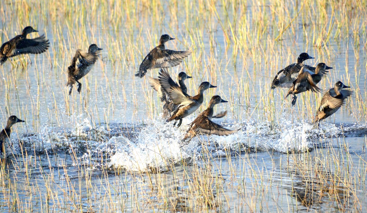 Ring-necked Duck - Matt Blaze