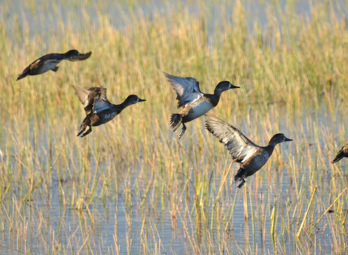 Ring-necked Duck - Matt Blaze