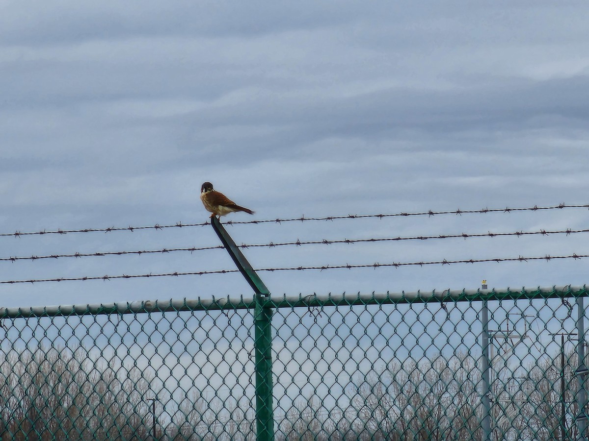 American Kestrel - ML518428681