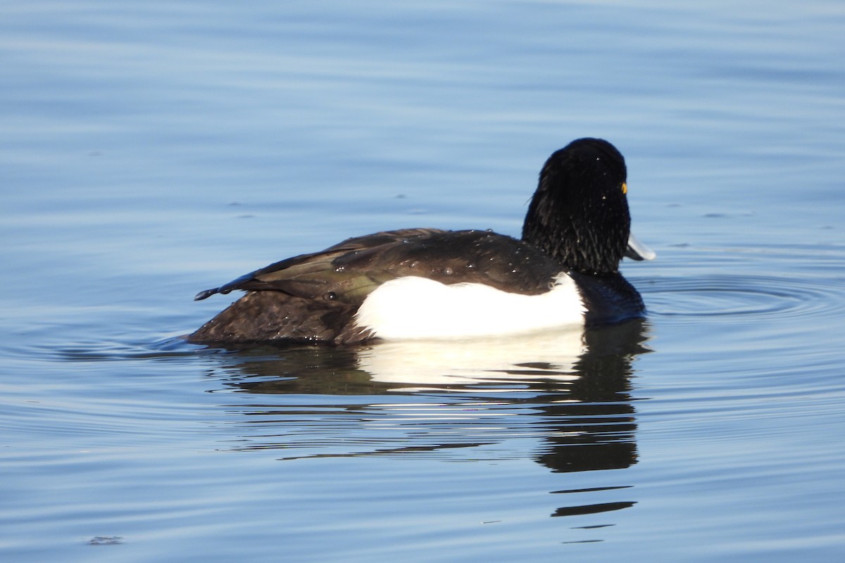 Tufted Duck - Bernhard Seliger