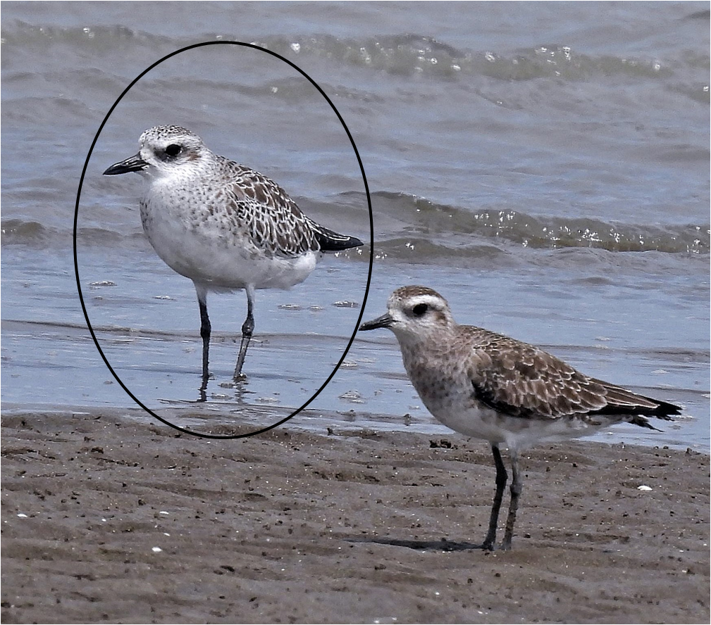 Black-bellied Plover - Hugo Hulsberg