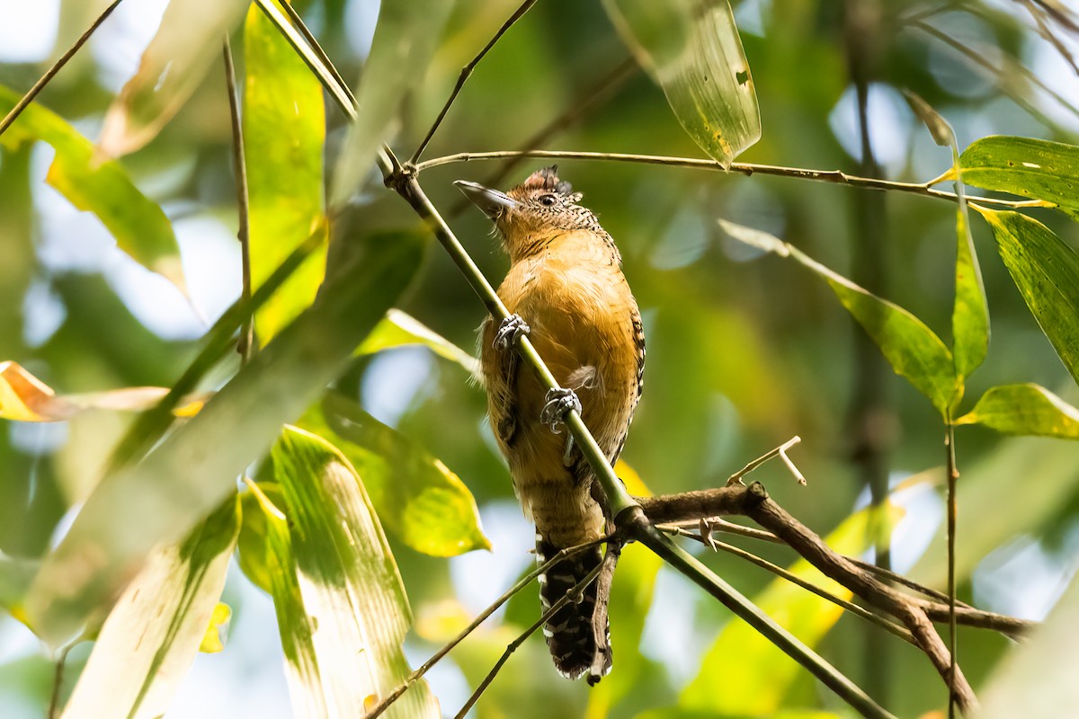 Bamboo Antshrike - ML518429841