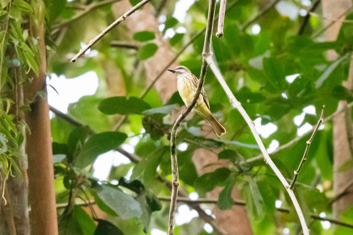 Sulphur-bellied Flycatcher - ML518430001