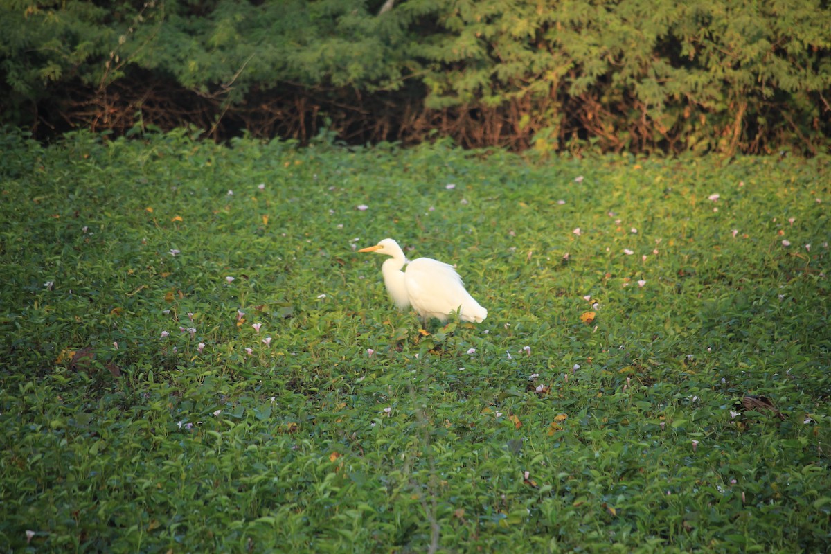 Medium Egret - Malhar  Shah