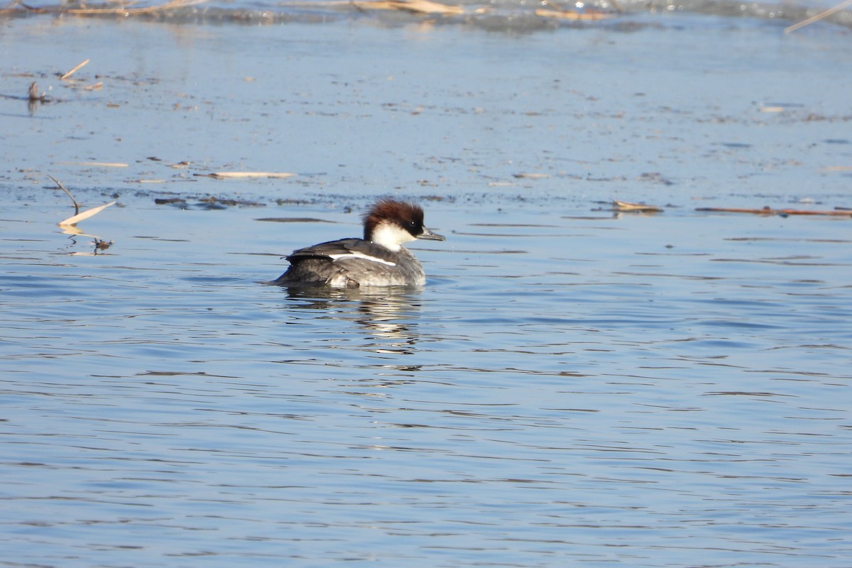 Smew - ML518430251