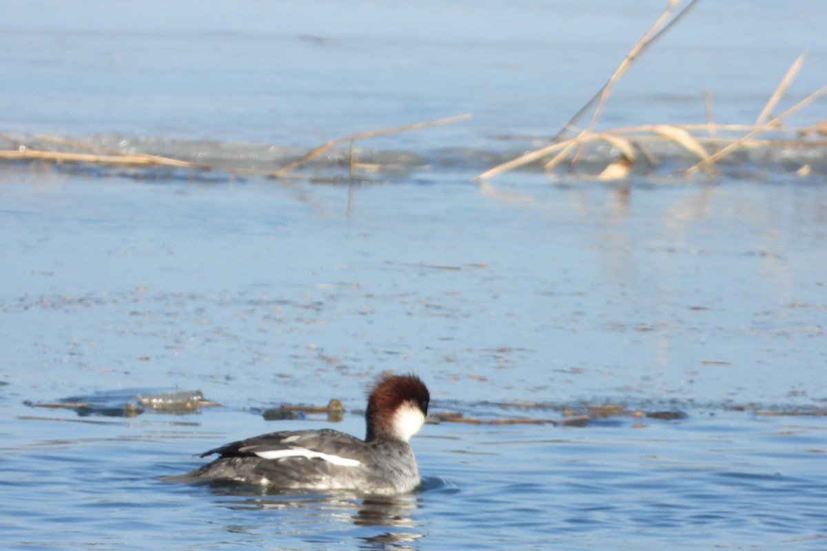 Smew - ML518430261