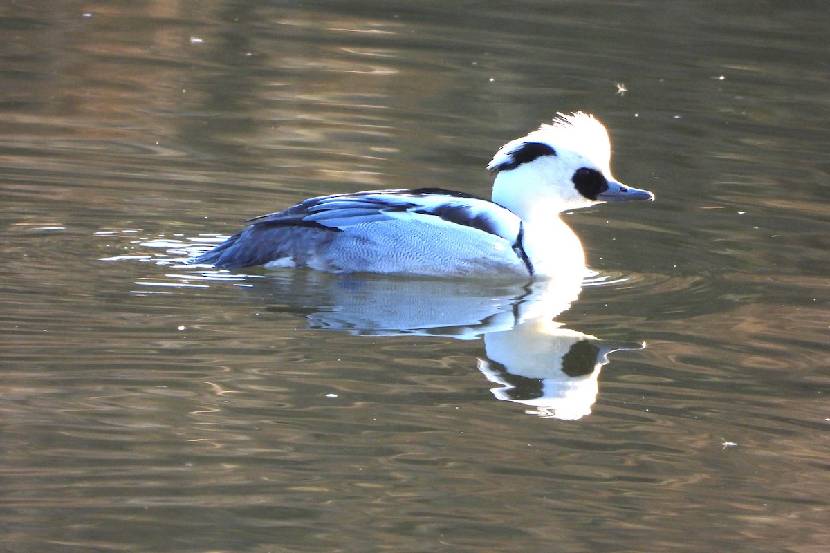 Smew - ML518430381