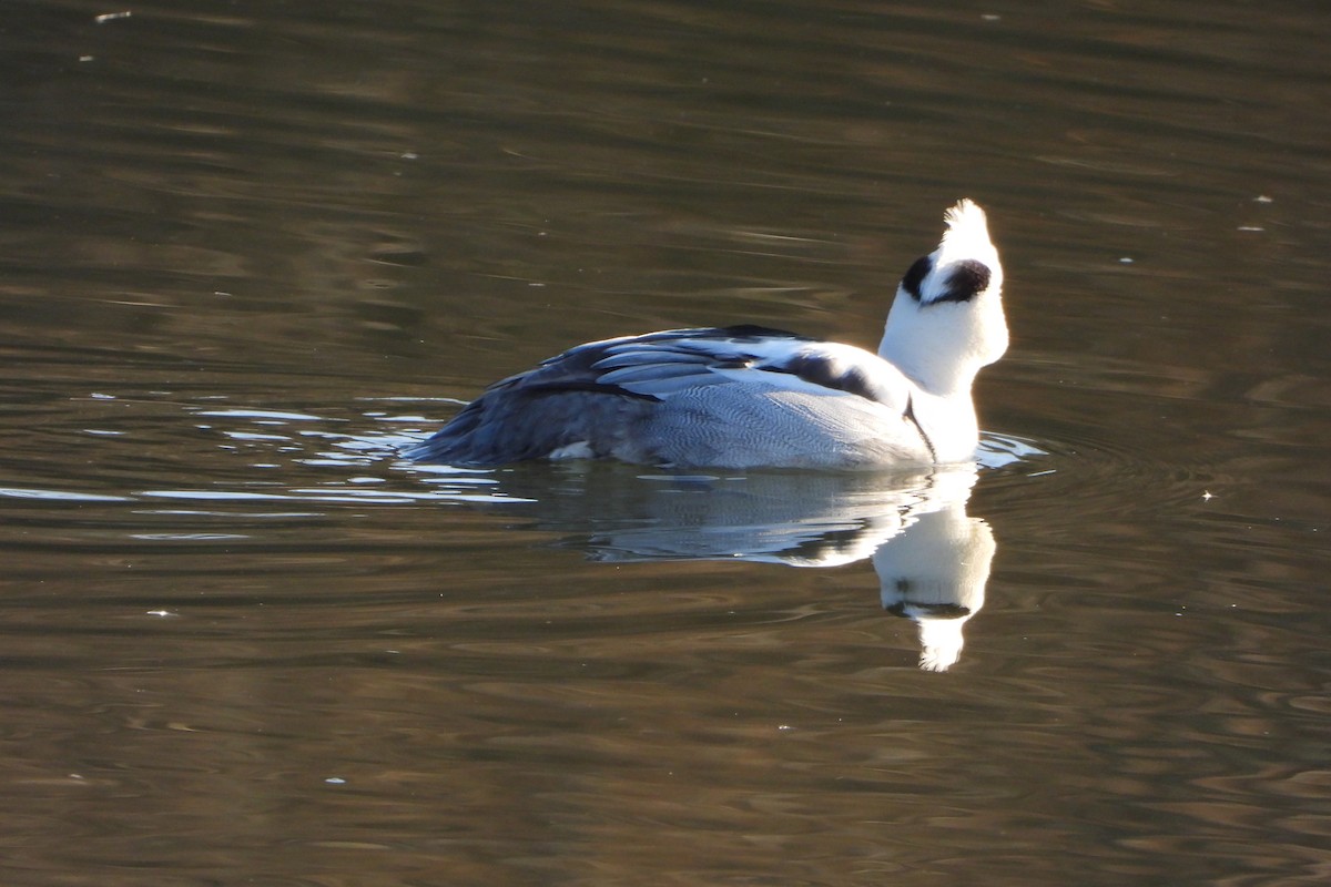 Smew - ML518430481