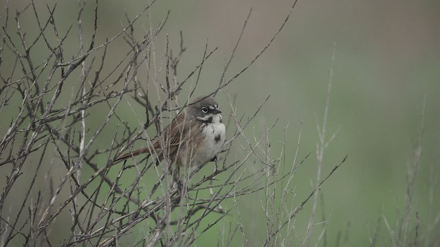 Bell's Sparrow - ML518431861
