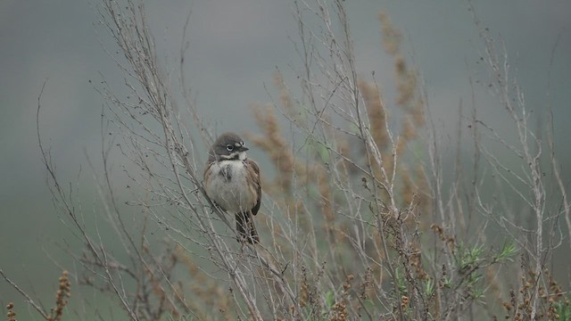 Bell's Sparrow - ML518431871