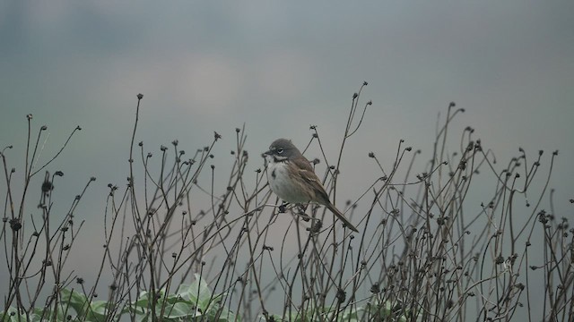 Bell's Sparrow - ML518431881
