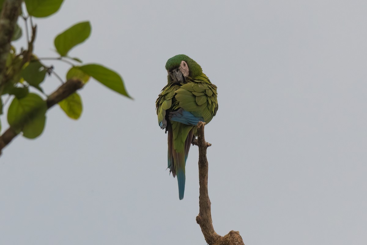 Chestnut-fronted Macaw - ML518434101