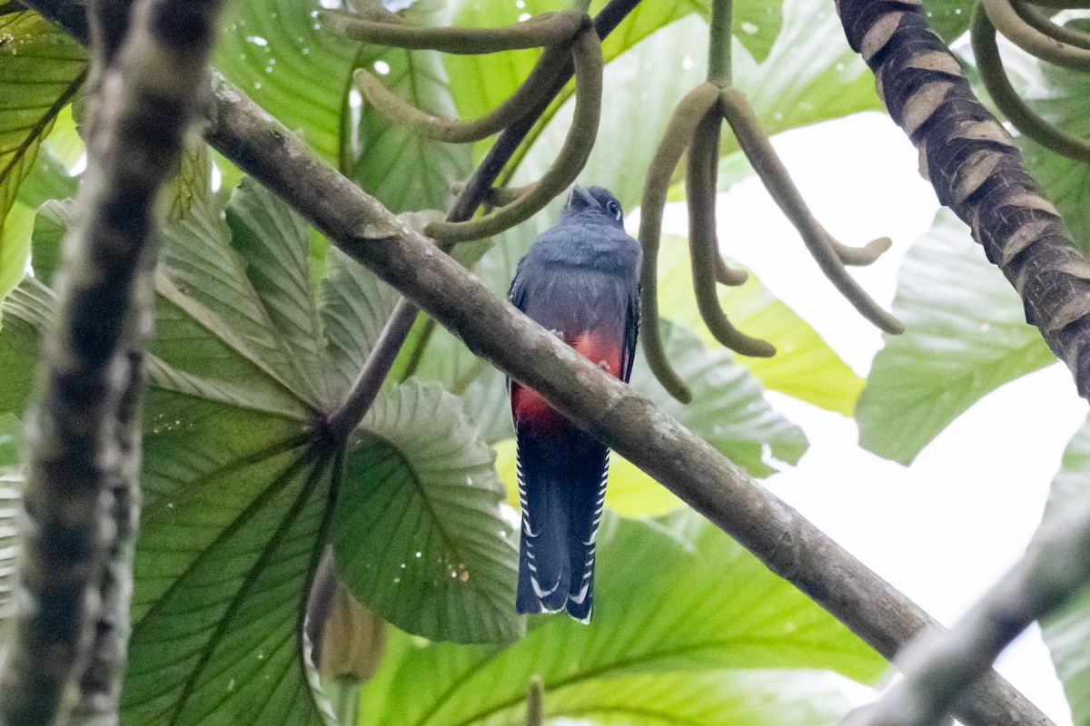 Blue-crowned Trogon - ML518434361