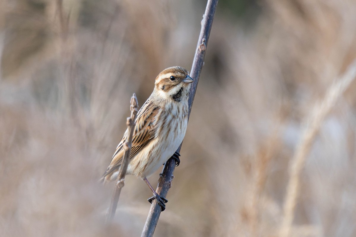 Reed Bunting - Yuya Okuzaki