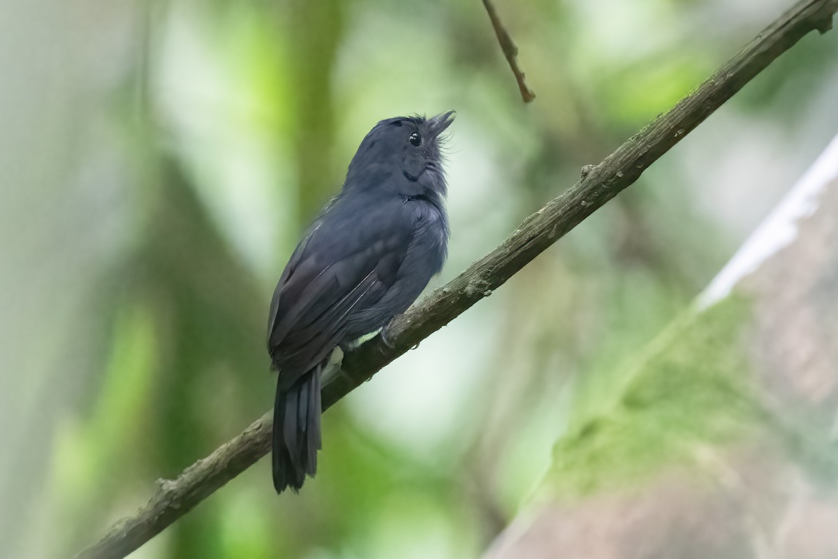 Bluish-slate Antshrike - Nige Hartley