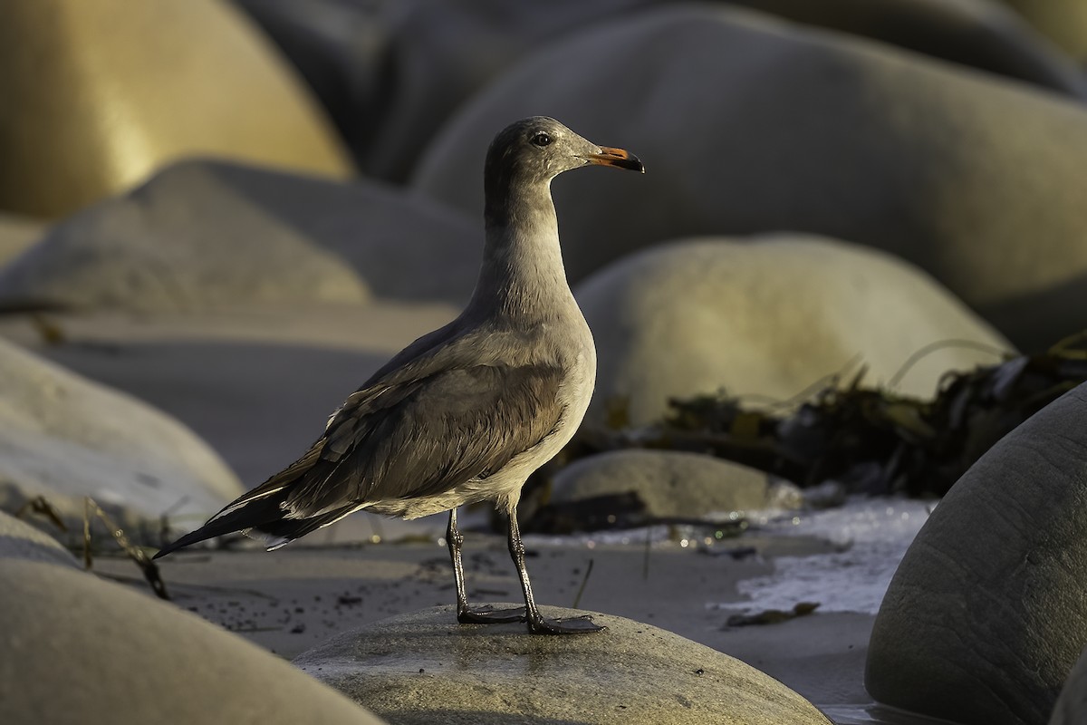 Heermann's Gull - Thomas Creel