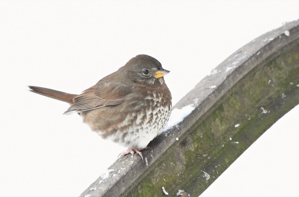 Fox Sparrow (Sooty) - ML518438361