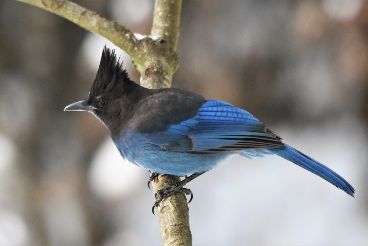 Steller's Jay - ML518438711