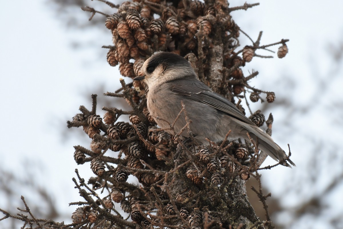 gråskrike (canadensis gr.) - ML518438921