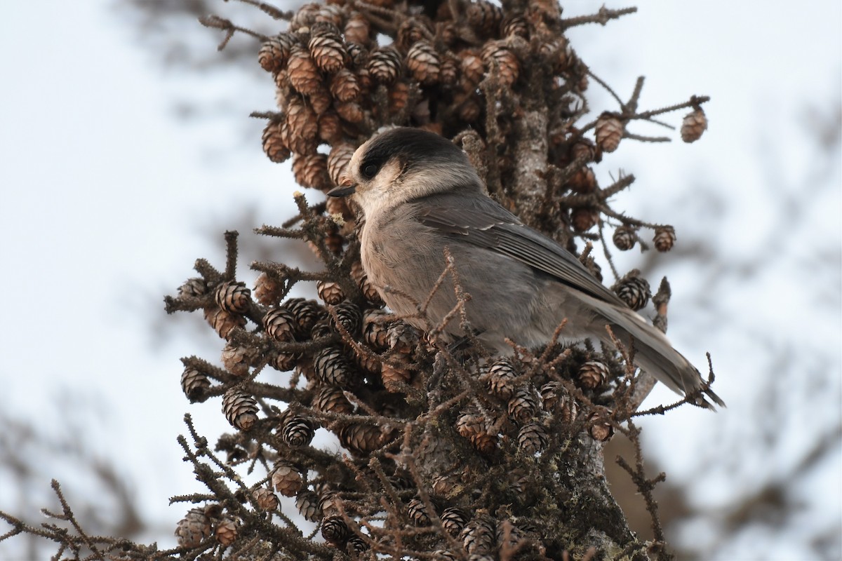 Canada Jay (Boreal) - ML518438921