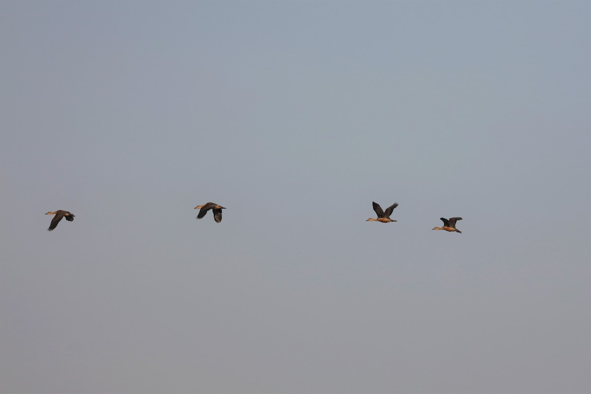 Lesser Whistling-Duck - Ben Weil