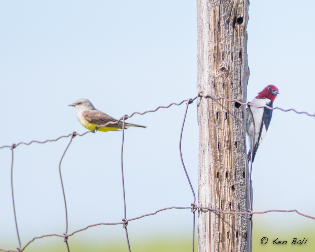 datel červenohlavý - ML518440071