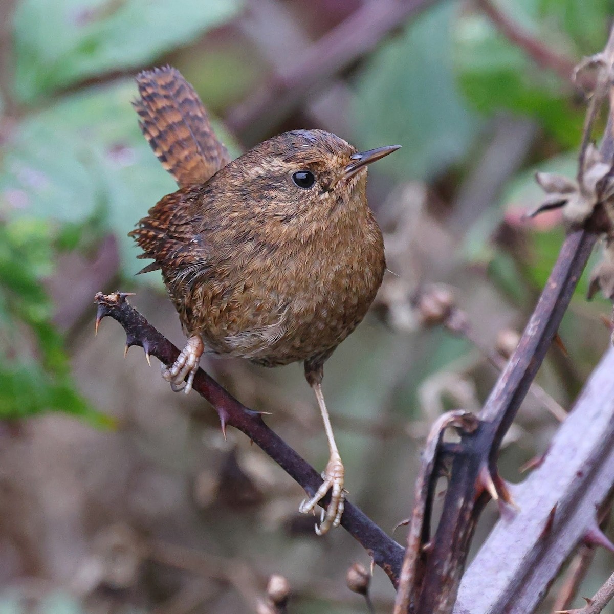 Pacific Wren - ML518440621