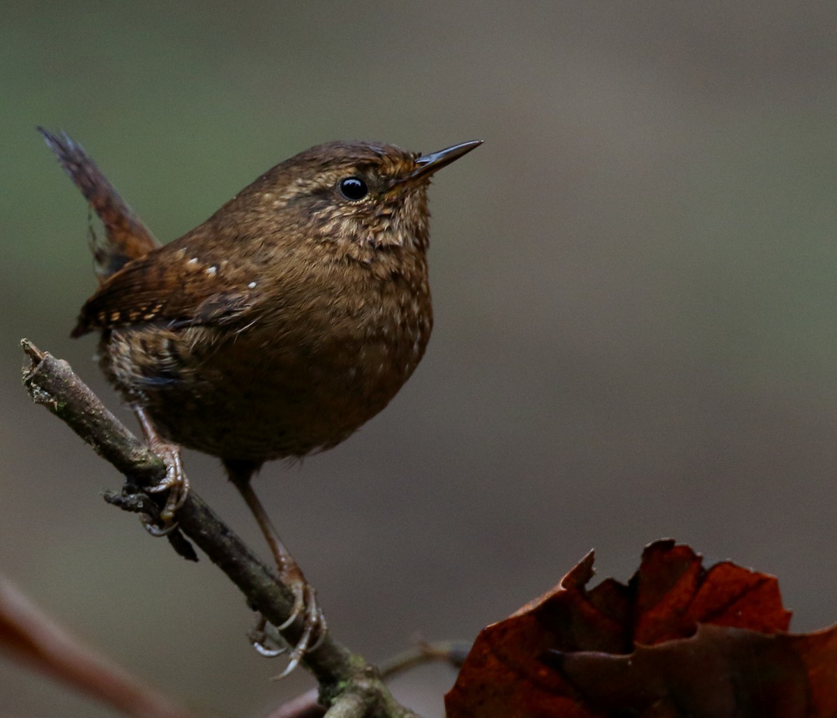 Pacific Wren - ML518440661