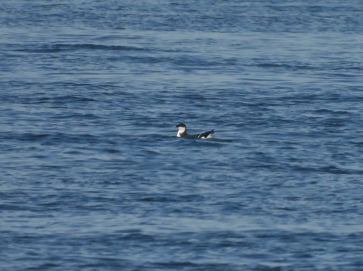 Razorbill - ML518440731