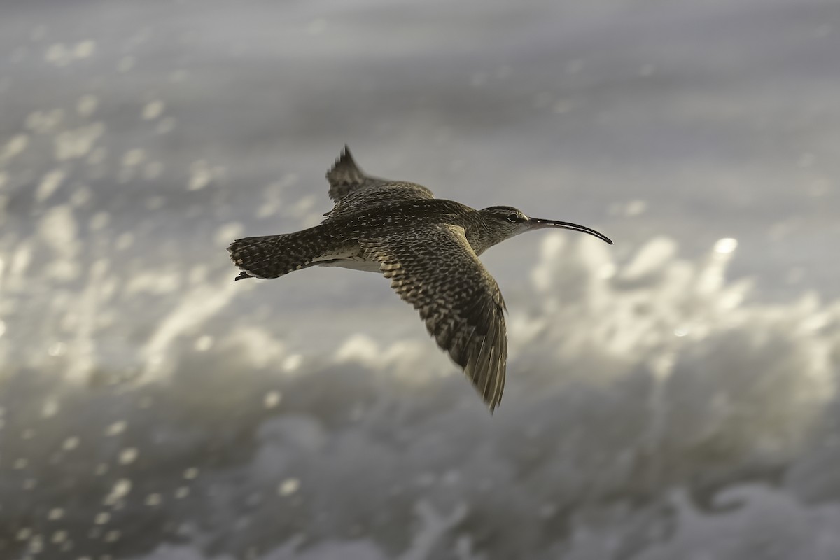 Whimbrel - ML518440931