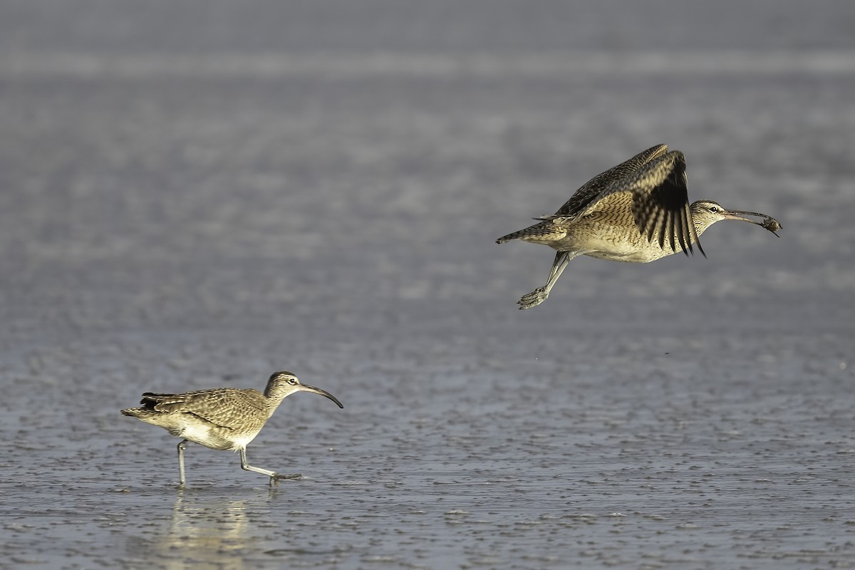 Whimbrel - ML518440961