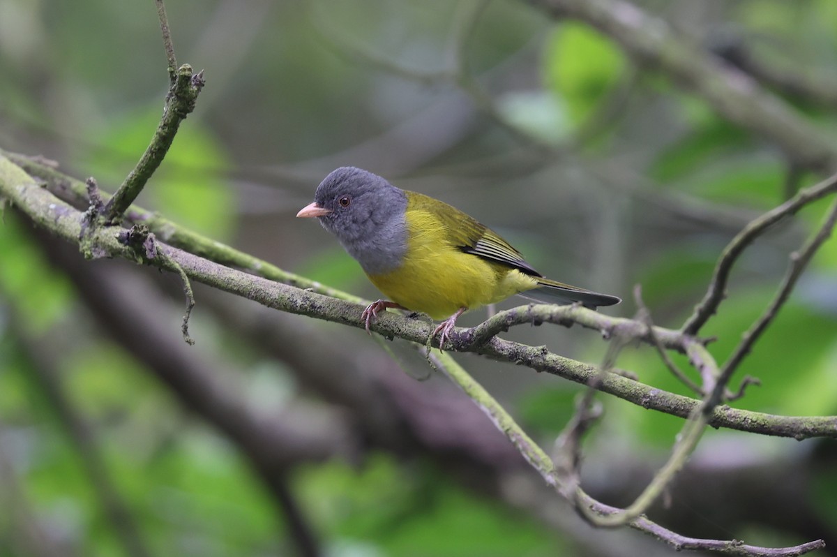 Gray-hooded Bush Tanager - george parker