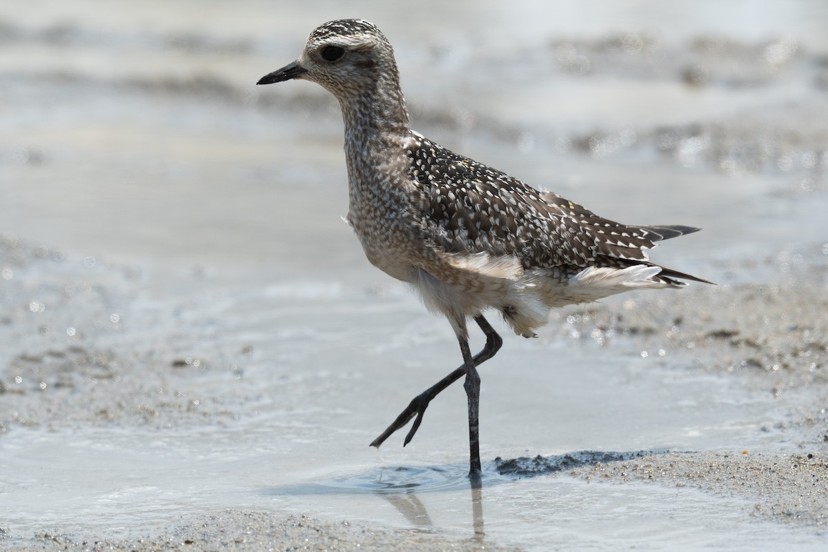 American Golden-Plover - ML518442101