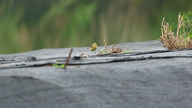 Citrine Wagtail - ML518443471