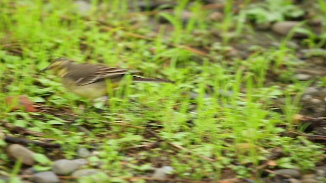 Citrine Wagtail - ML518443491