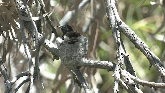 Willie-wagtail - ML518443741