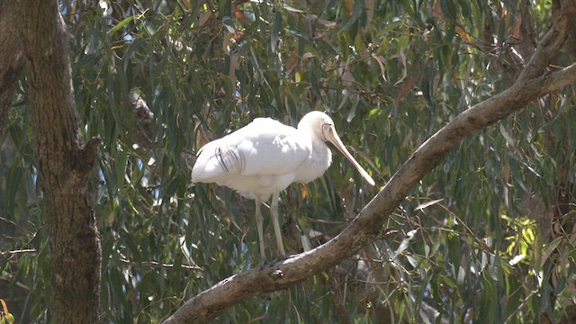 Yellow-billed Spoonbill - ML518443981