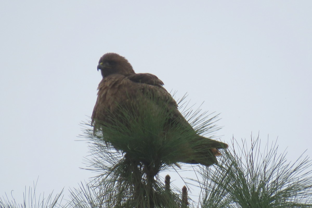 Red-tailed Hawk - ML518444281